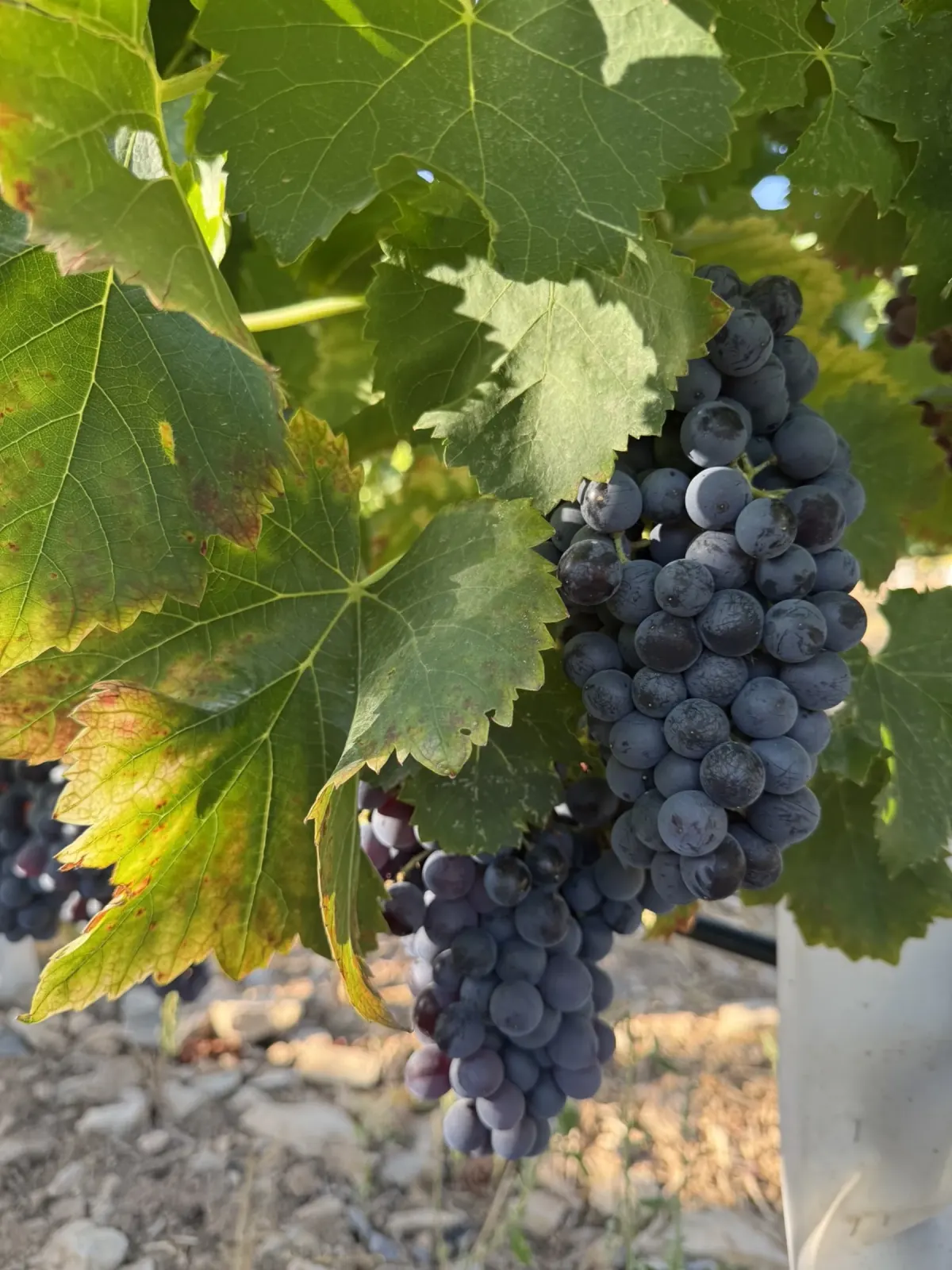 Two harvest moments are kept as separate components.
