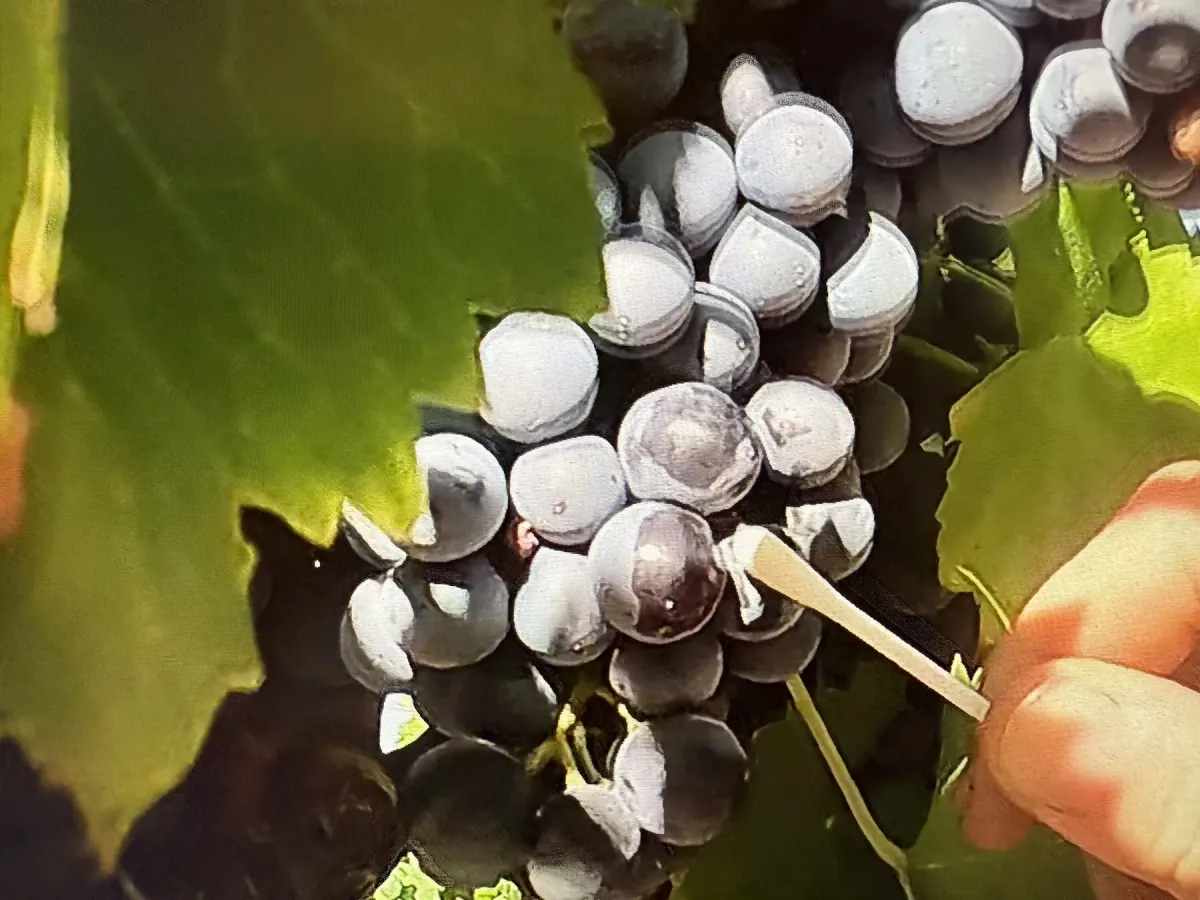 Grape sampling for maturity analysis