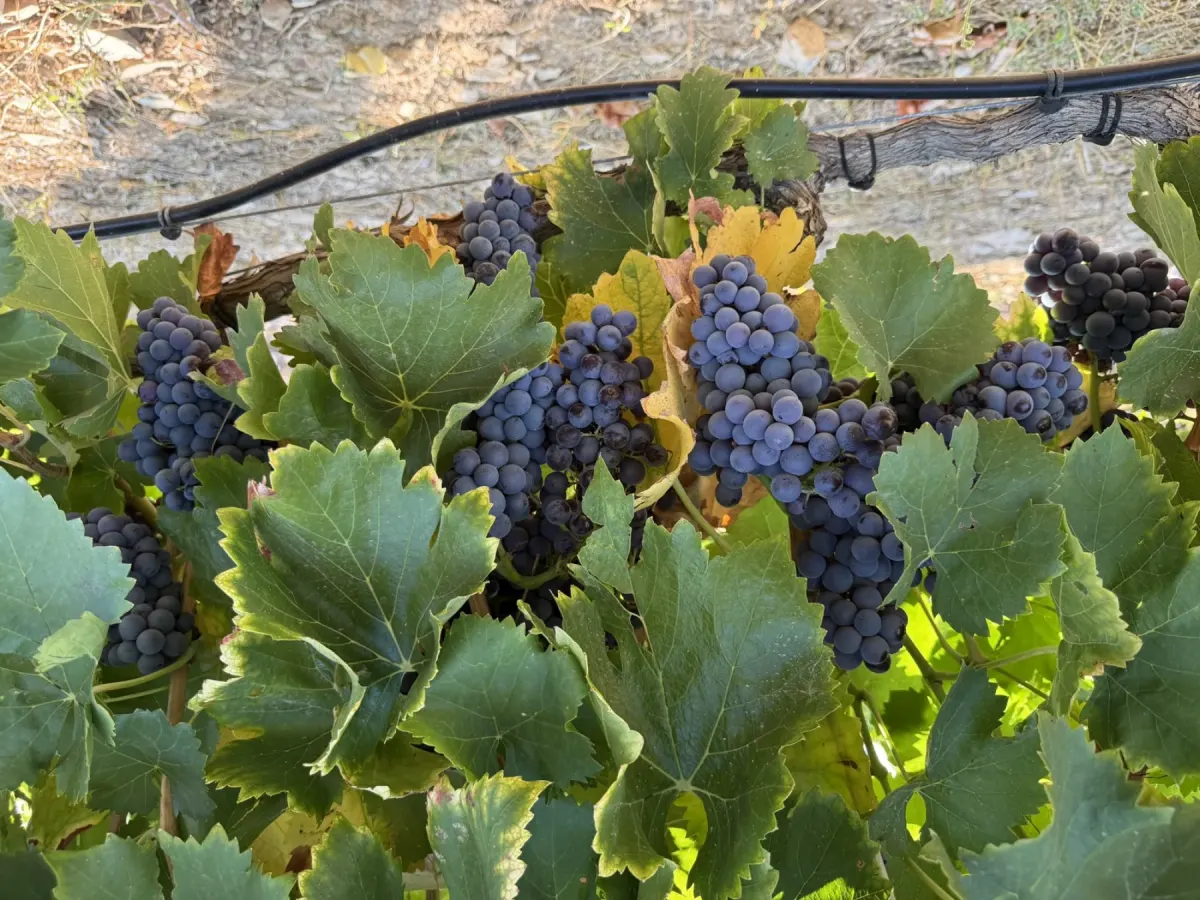 Trepat on the vine at Verdú before the 2025 pick.