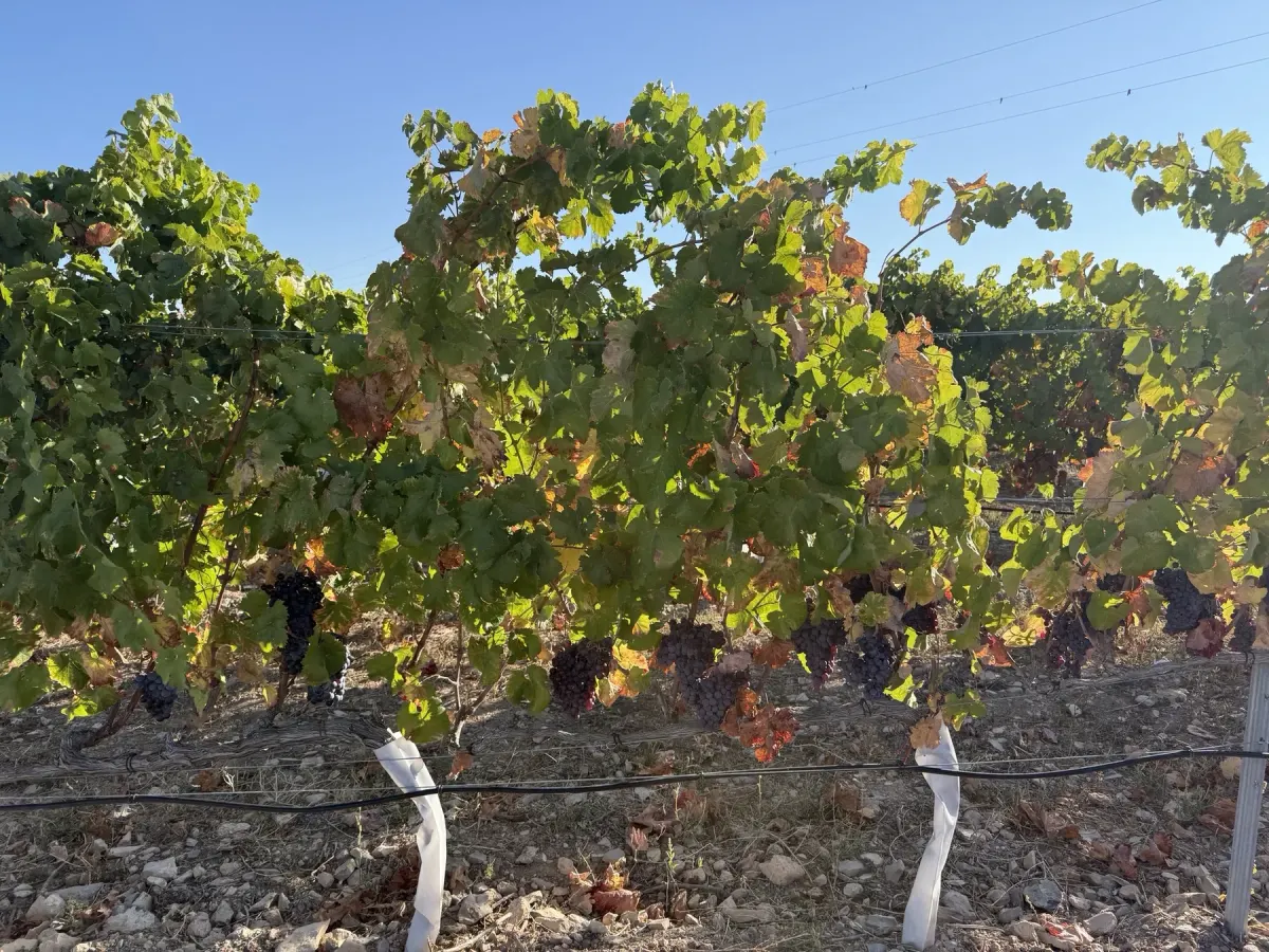 Merlot and Garnatxa followed as two separate source parcels.
