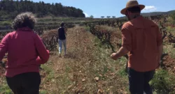 Second day for the first VIN-Q experiment. Photo taken on the 17th of April 2023. Catalonia vineyard VIN-Q experiment on regenerative agriculture.