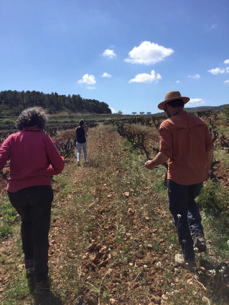 Second day for the first VIN-Q experiment. Photo taken on the 17th of April 2023. Catalonia vineyard VIN-Q experiment on regenerative agriculture.