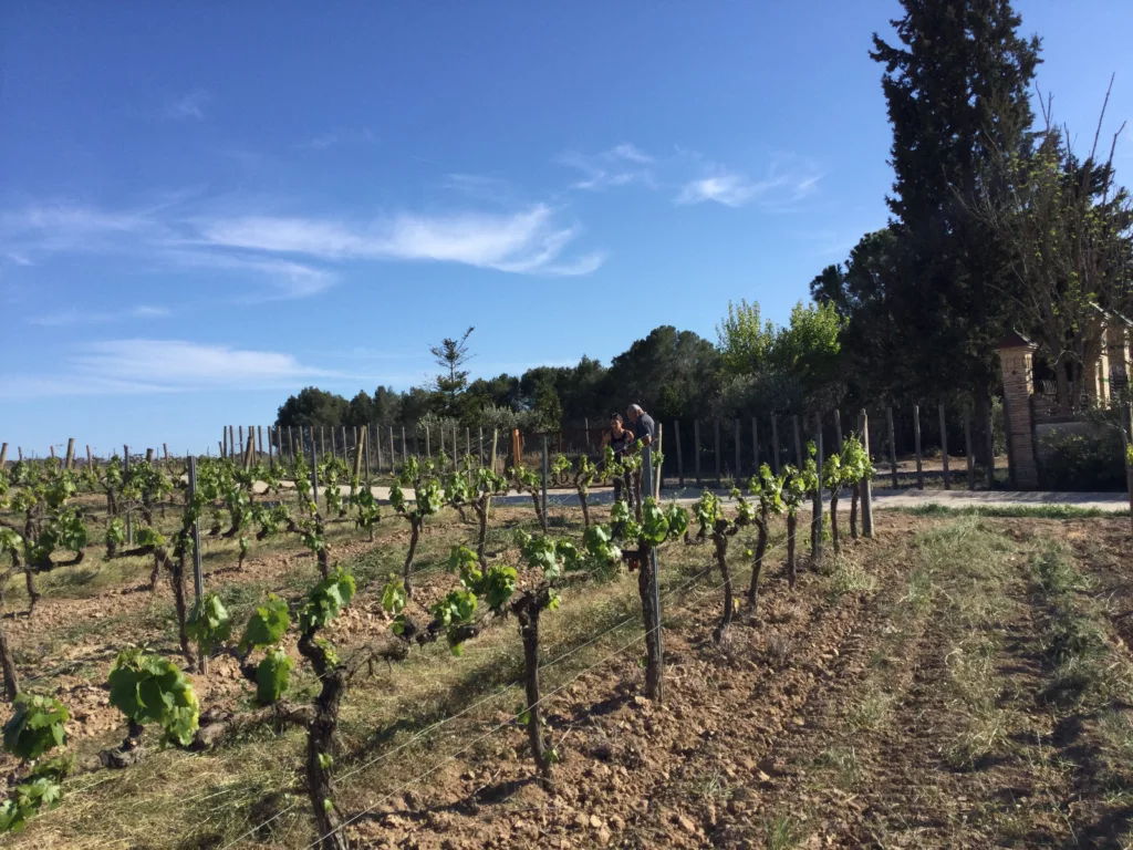 VIN-Q regenerative agriculture. La Granada vineyard. Photo taken during 1st experiment. 19th of April 2023.