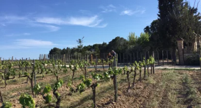 VIN-Q regenerative agriculture. La Granada vineyard. Photo taken during 1st experiment. 19th of April 2023.